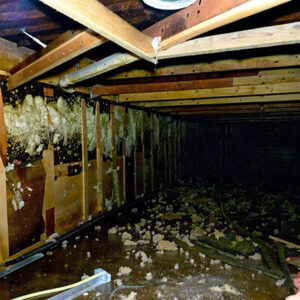 mold-on-the-wall-in-the-crawl-space